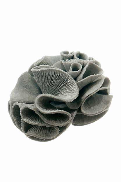 フジノスパイラル